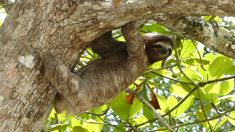 A sloth hanging from a tree