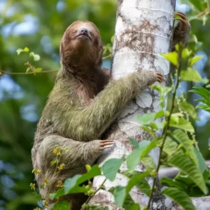 A very slow sloth clinging to a tree